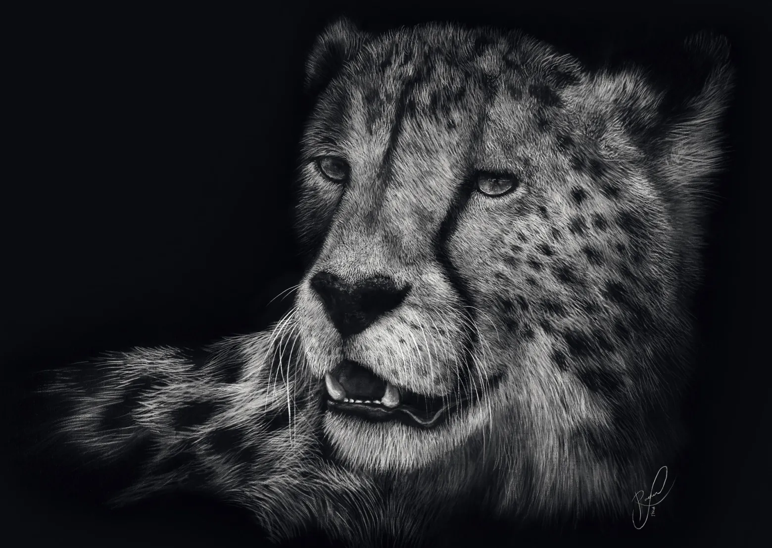 PQ Puzzle 1000 el. ASHLEY RADER Gepard