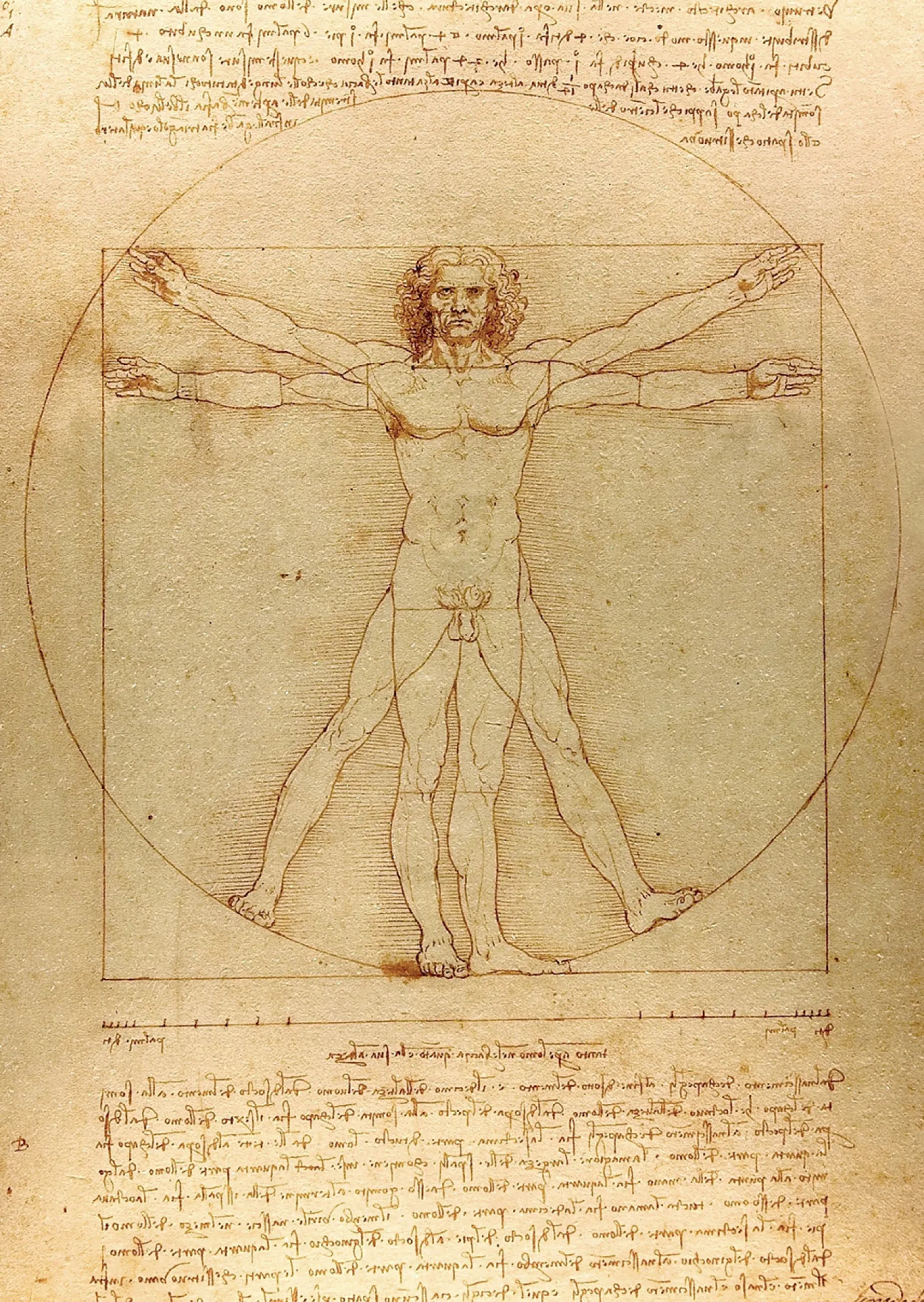 Puzzle 1000 el. Człowiek witruwiański, Leonardo da Vinci