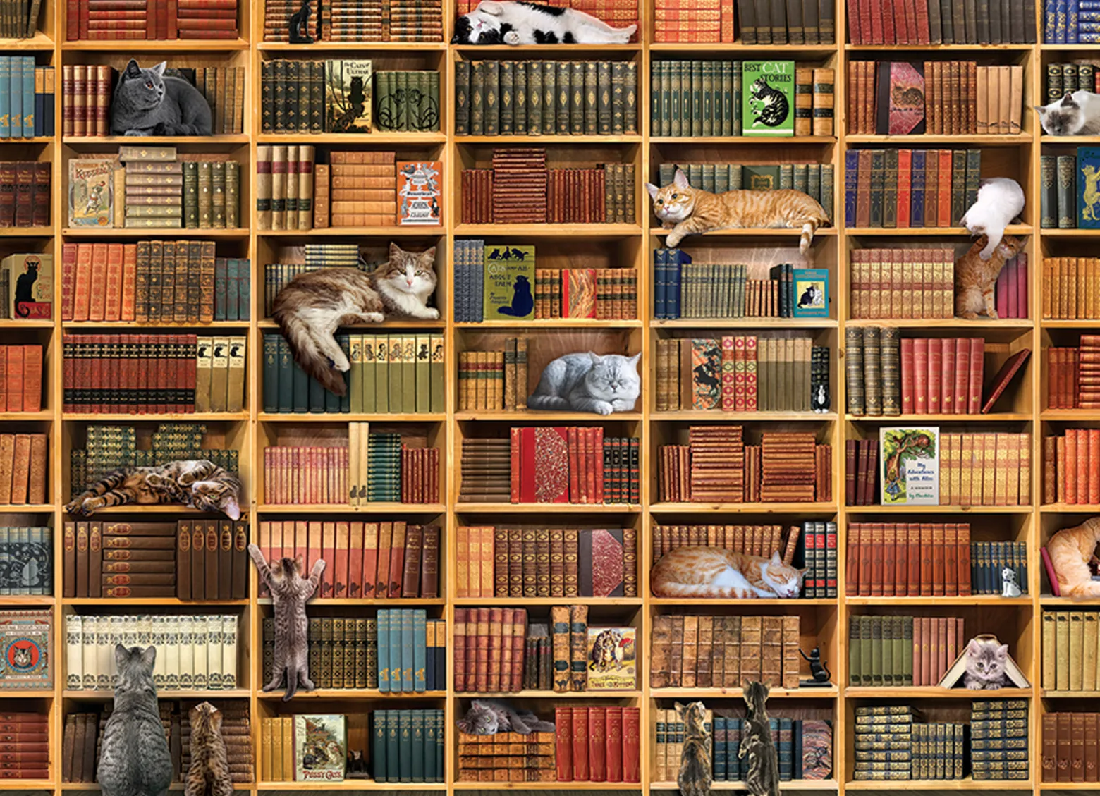 Puzzle 1000 el. Kocia biblioteka
