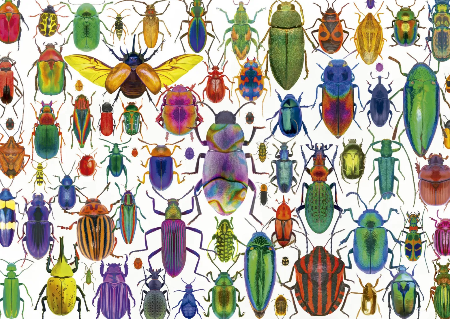Puzzle 500 el. Kolorowe owady